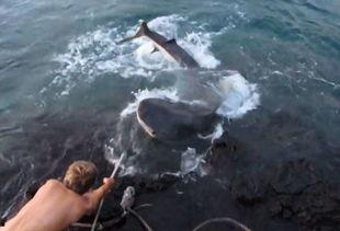 虎鲨吃人视频,虎鲨捕食人类，水下惊魂录