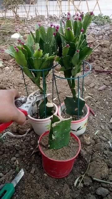 火龙果嫁接蟹爪兰视频,创新园艺技巧大揭秘