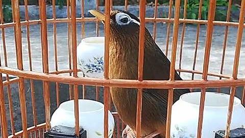 画眉视频,跟随视频教程，打造完美眉型