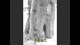 往生实录视频,见证灵魂升华的感人瞬间