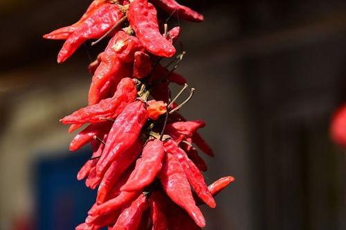 菊椒视频,揭秘辣椒与菊花融合的独特风味之旅