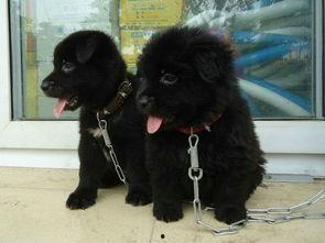 养狗熊视频,温馨养狗日常大揭秘