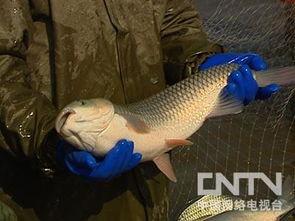 养殖鱼视频,养殖鱼视频中的生态养殖奥秘揭晓