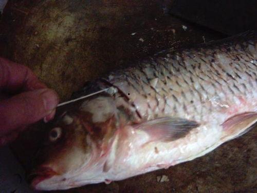 杀生鱼的视频,杀生鱼视频揭露残酷真相