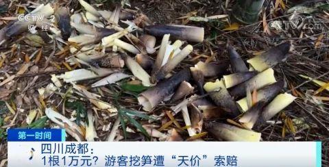 怎么挖冬笋视频