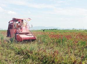 毛豆收割机作业视频,科技助力农业现代化