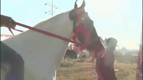 训练马的视频,从入门到精通