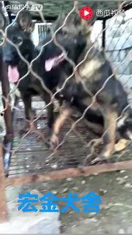 东德牧羊犬打架视频
