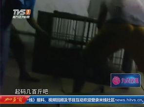 电死视频,惊心动魄的电死视频全程回顾