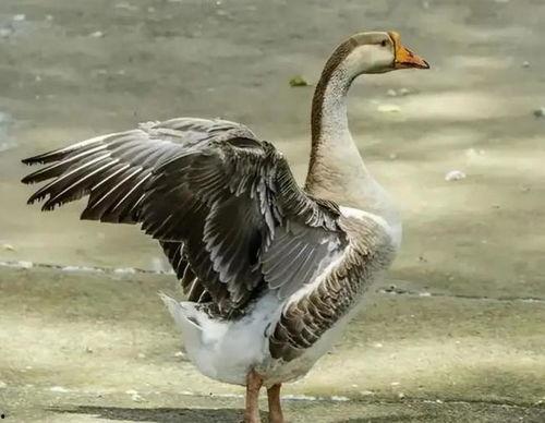 大鹅怎么去毛干净视频,视频揭秘高效去毛方法