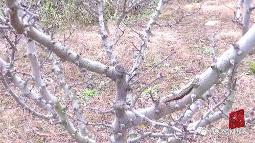 完整的花椒树修剪视频